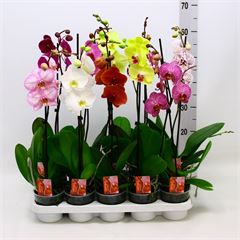 Orquídea variado