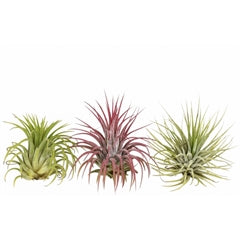 Tillandsia