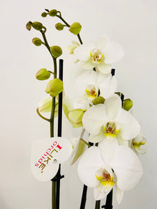 Orquidea Blanca